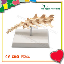 Modelo de coluna vertebral canina (PH6056)